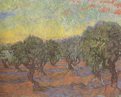 Vincent Van Gogh Olive Grove:Orange Sky (nn04) Germany oil painting art